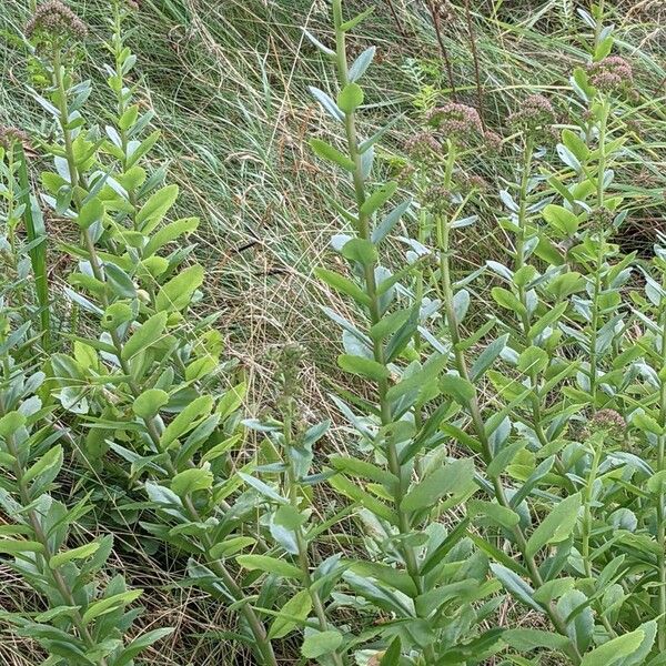 Hylotelephium telephium Habit