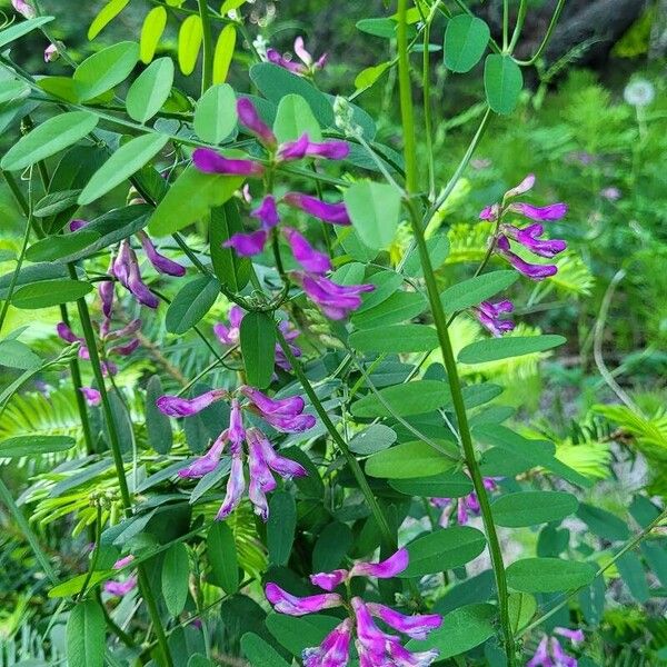 Vicia americana Blomma