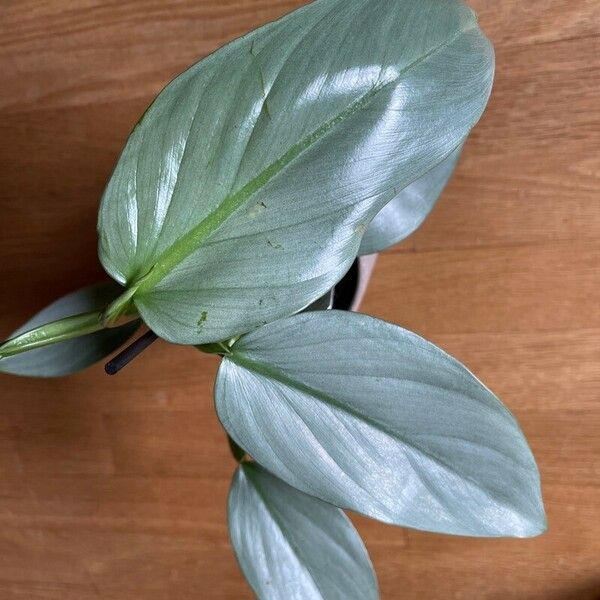 Philodendron hastatum Blad