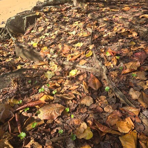 Terminalia catappa पत्ता