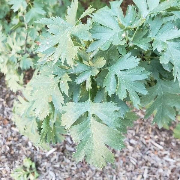 Crataegus marshallii 叶