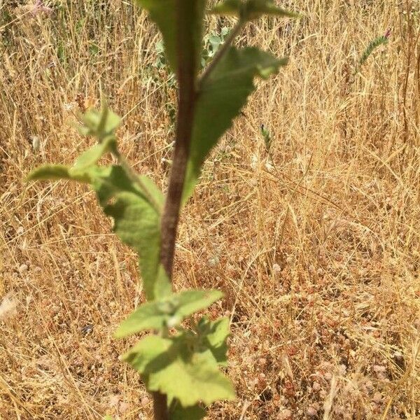 Verbascum sinuatum Frunză