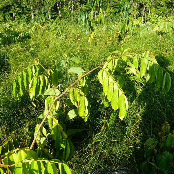 Inga edulis Folha