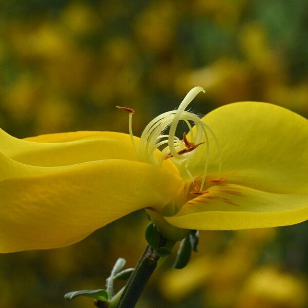 Cytisus scoparius Flower