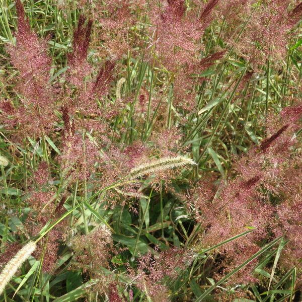 Melinis minutiflora Habitus