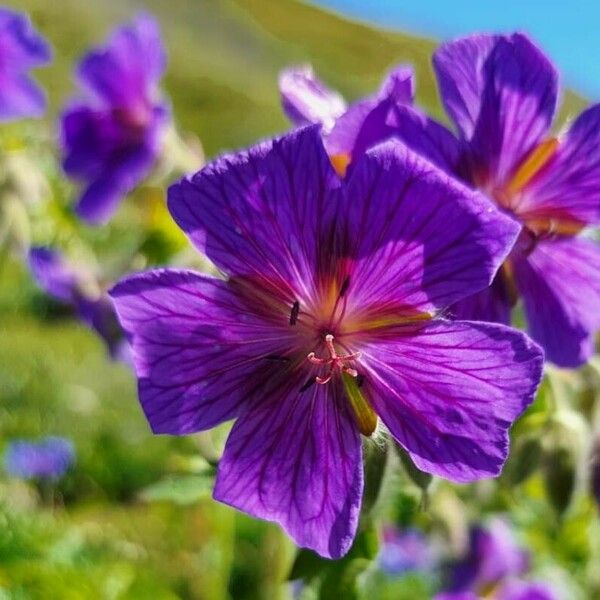 Geranium ibericum Kukka