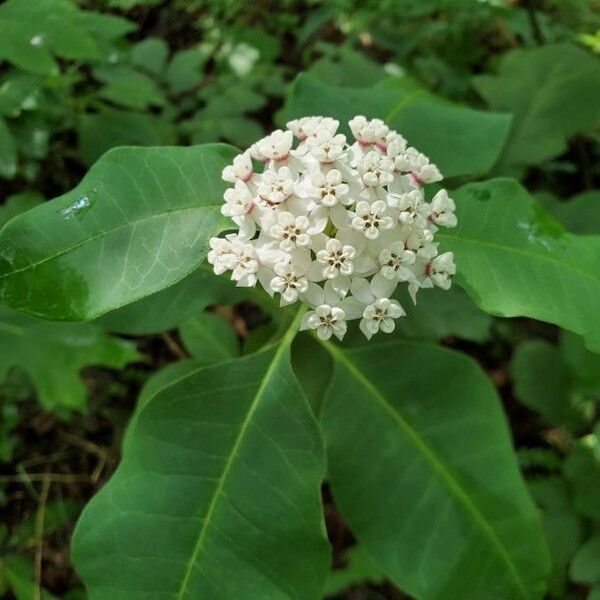 Asclepias variegata Flower