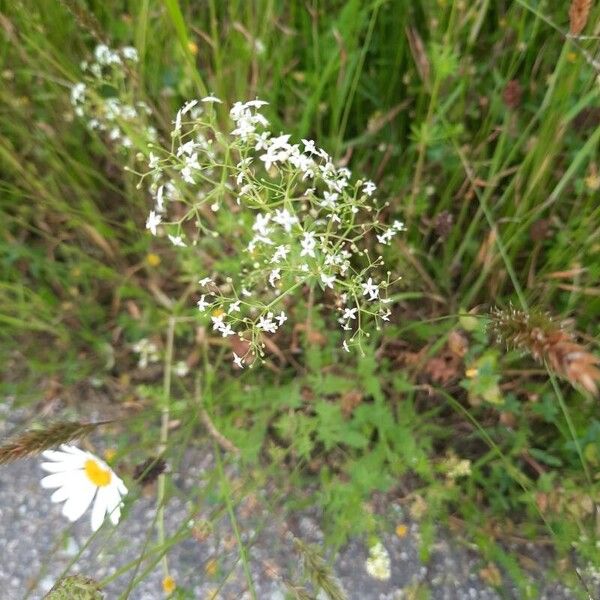 Galium pumilum Fiore