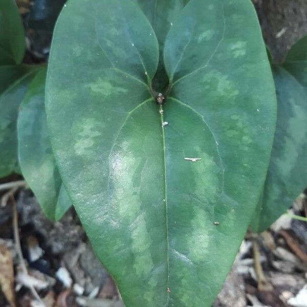 Hexastylis arifolia পাতা