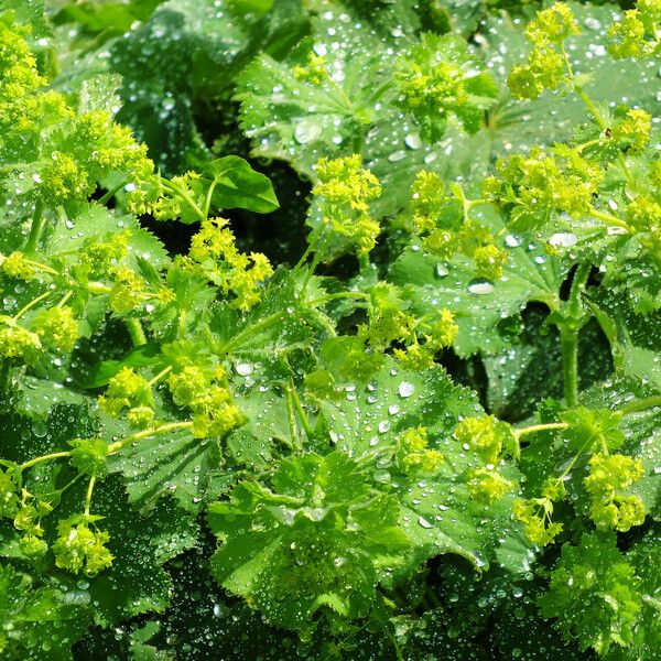 Alchemilla xanthochlora Λουλούδι