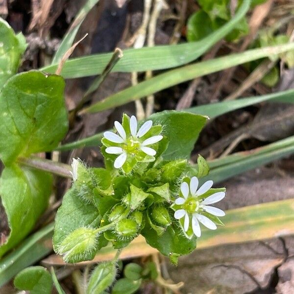 Cerastium diffusum ᱵᱟᱦᱟ