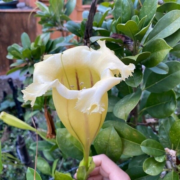 Solandra grandiflora Flor