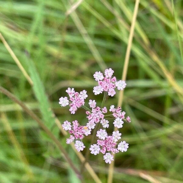 Torilis japonica Kvet