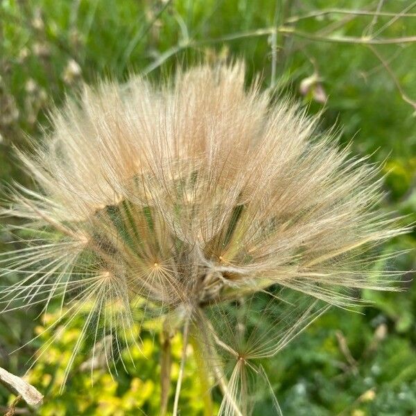 Tragopogon dubius Плод