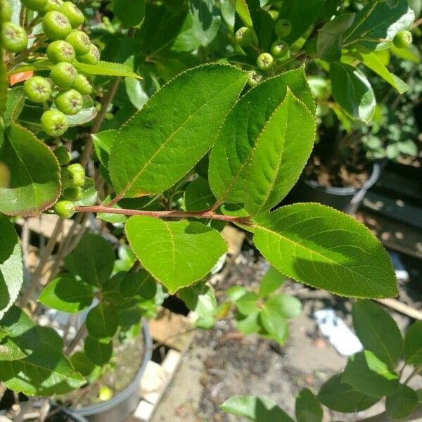 Aronia melanocarpa Φύλλο