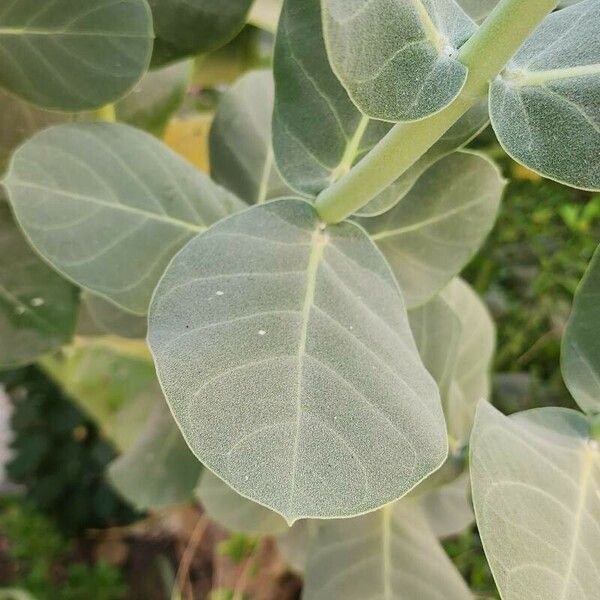 Calotropis procera Blatt