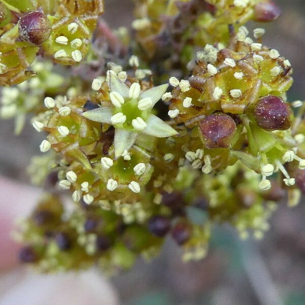 Rhamnus alaternus Blüte