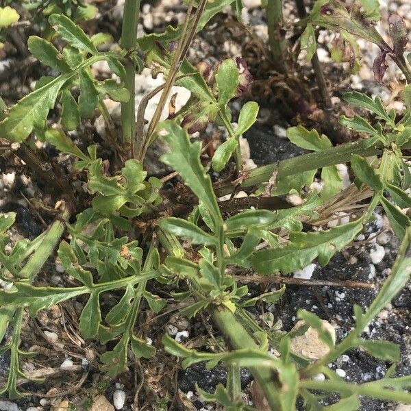 Scrophularia canina 葉