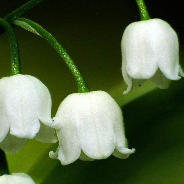 Convallaria majalis Flower