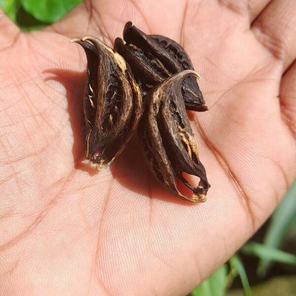 Martynia annua Fruit