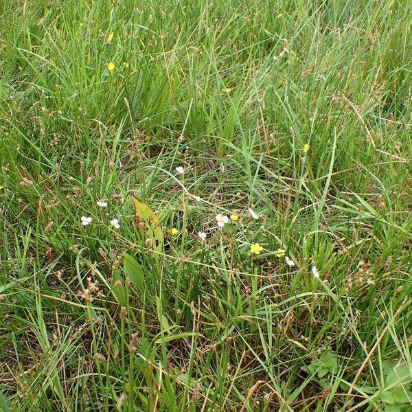 Alisma plantago-aquatica Pokrój