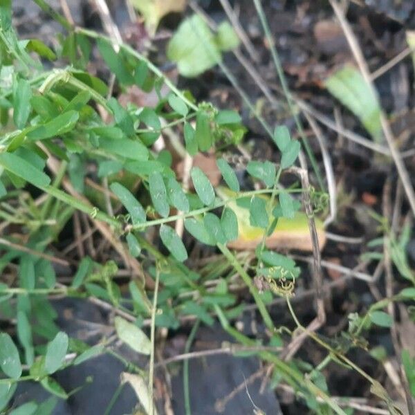 Vicia lens Levél