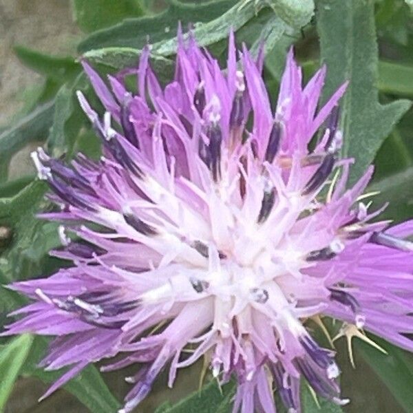 Centaurea aspera Flor