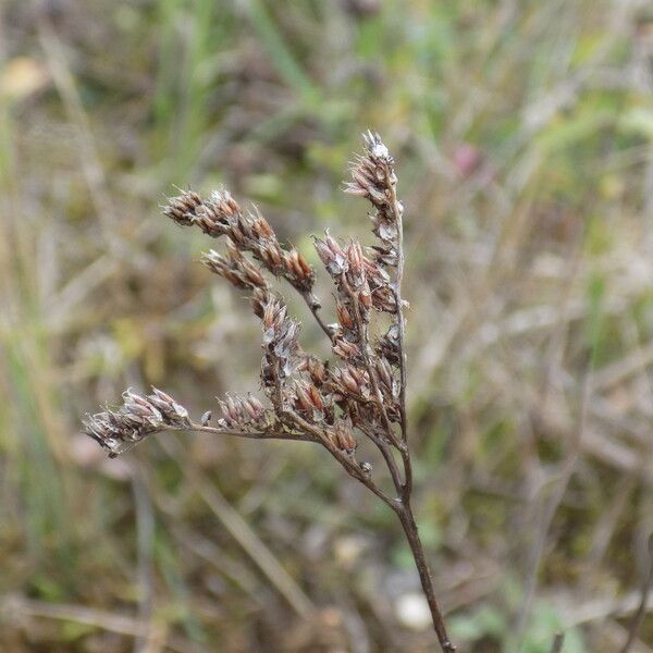 Sedum sediforme 葉