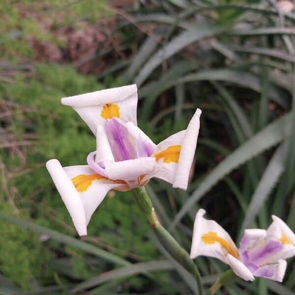 Dietes grandiflora Flor