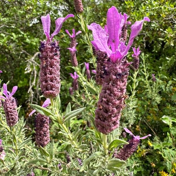 Lavandula stoechas Flor