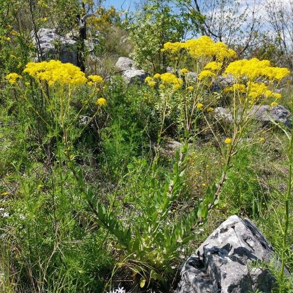 Isatis tinctoria Habit