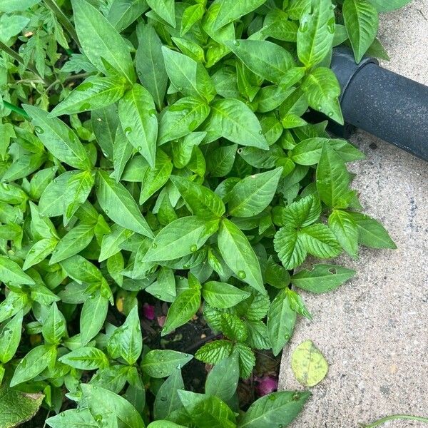 Persicaria pensylvanica Leaf