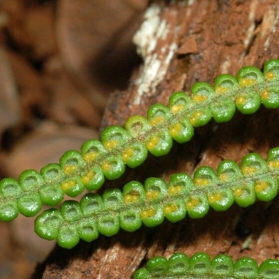 Gleichenia dicarpa 整株植物