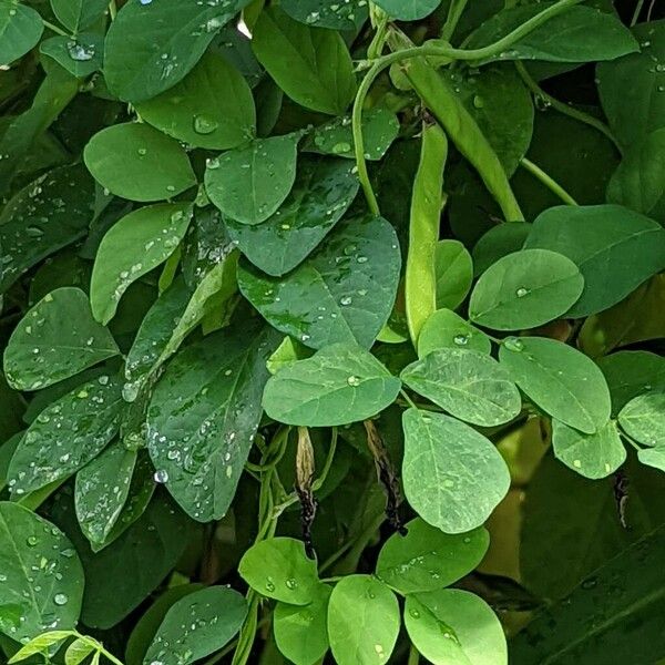 Clitoria ternatea Fuelha