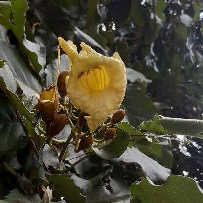 Markhamia stipulata Flower