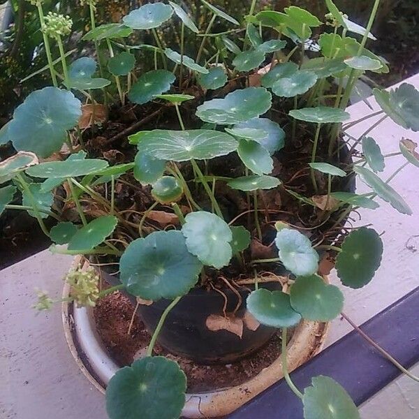 Hydrocotyle bonariensis Habit