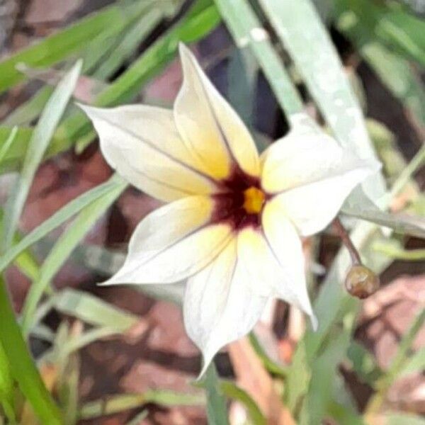 Sisyrinchium micranthum Flower