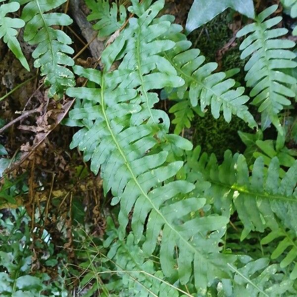 Polypodium vulgare Folha