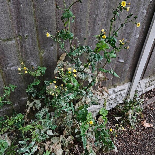 Sonchus oleraceus Hábito