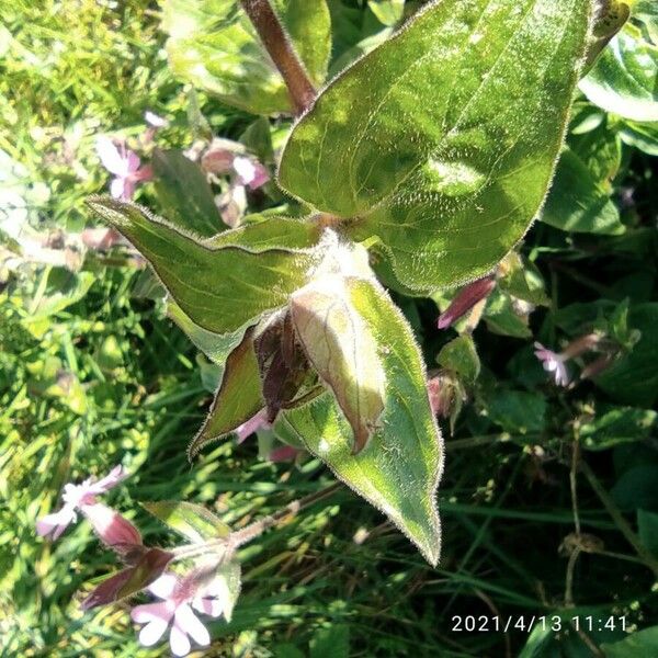 Silene dioica 葉