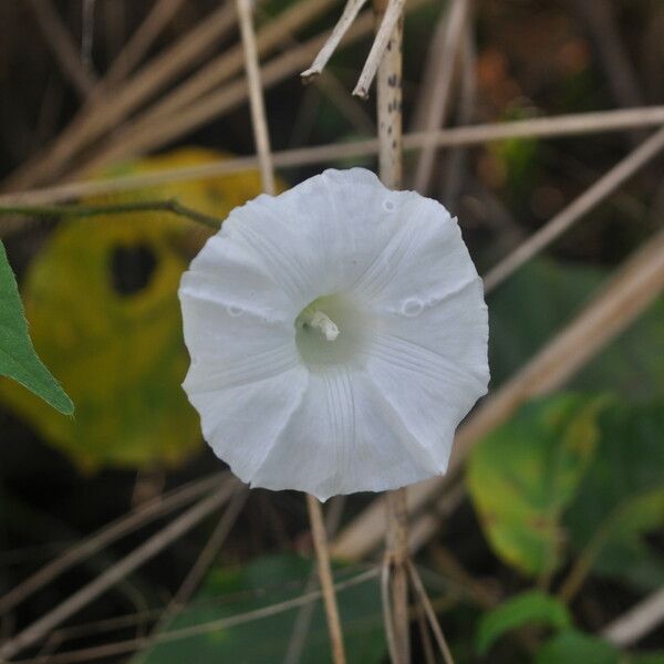 Merremia aegyptia Flor