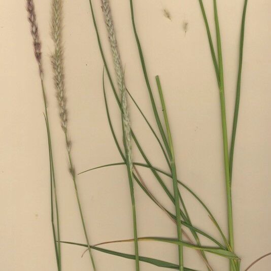 Cenchrus caudatus Habit