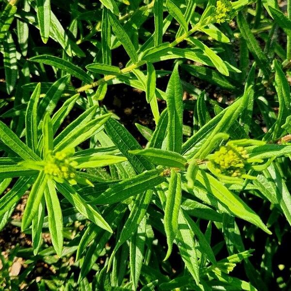 Asclepias tuberosa Leaf