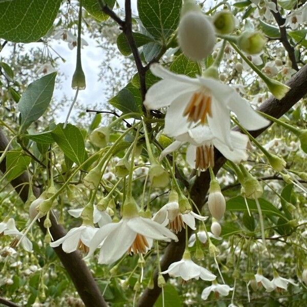 Styrax japonicus പുഷ്പം