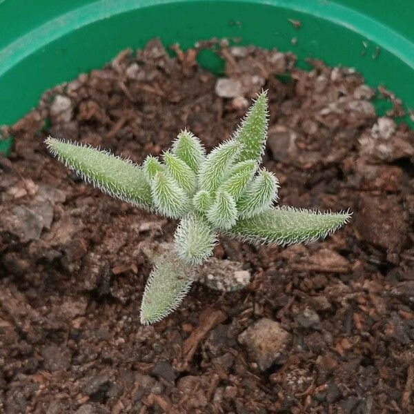 Crassula lanuginosa Leaf