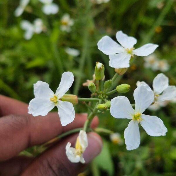 Raphanus raphanistrum Blomma