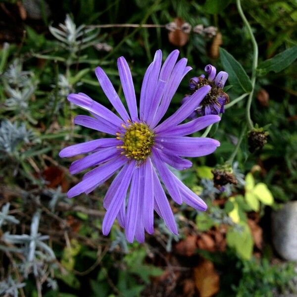 Aster amellus ফুল