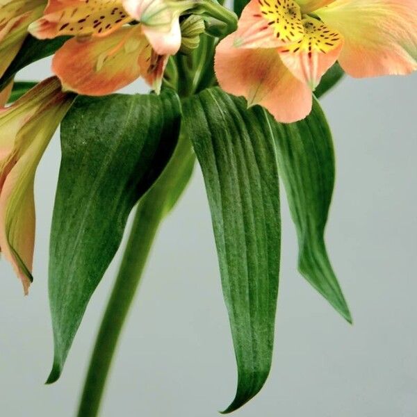 Alstroemeria ligtu Foglia