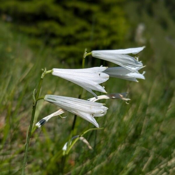 Paradisea liliastrum Flor