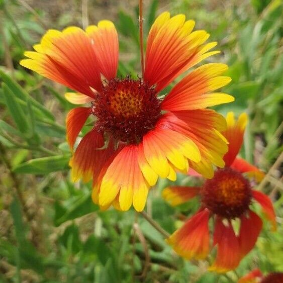 Gaillardia pulchella Flor